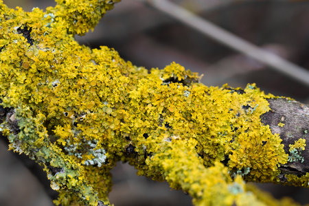 common orange lichen, Xanthoria parietina on tree branch closeup selective focusの写真素材