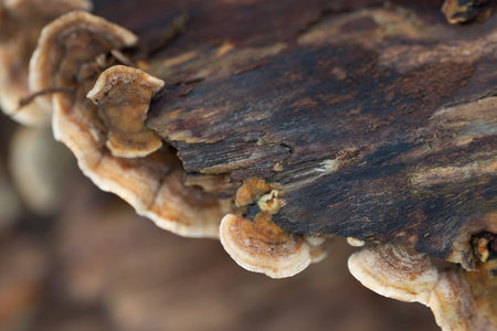 brown fungus colony on fallen tree closeup selective focusの写真素材