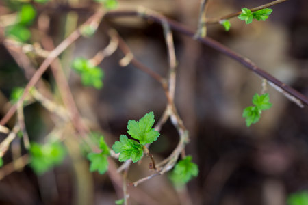 small spring leaves and buds on twigs closeup selective focusの写真素材