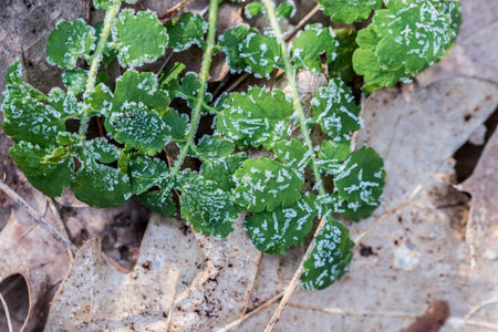 hoarfrost on green leaves closeup selective focusの写真素材