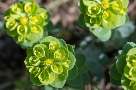 Euphorbia, garden spurge spring green flowers closeup selective focus