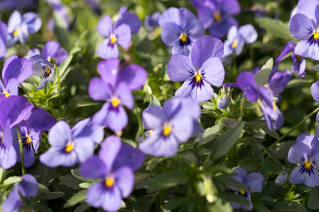 Viola tricolor, wild pansy spring violet flowers closeup selective focus