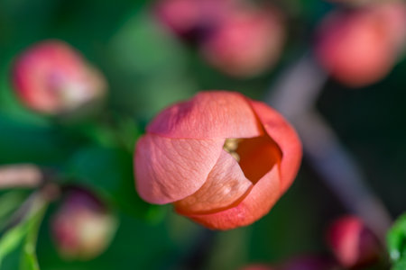 Chaenomeles japonica, Japanese quince red flower closeup selective focusの写真素材