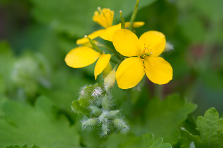 Chelidonium majas, greater celandine spring yellow flower closeup selective focusの写真素材