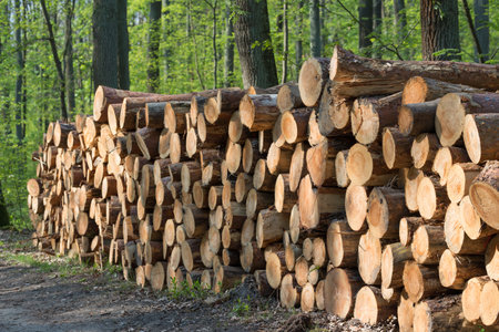Deforestration. Pine tree sawn logs in forest