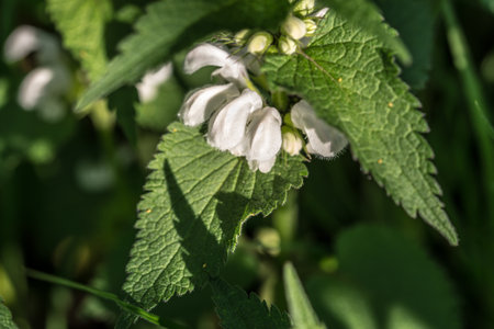 White dead-nettle, Lamium album white spring flower closeup selective focus