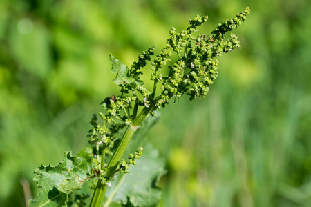 Rumex crispus, curly dock spring flowers and leaves closeup selective focus