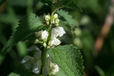 White dead-nettle, Lamium album white spring flower closeup selective focusの写真素材