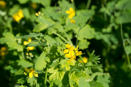 Greater celandine, Chelidonium majas spring yellow flowers closeup selective focusの写真素材