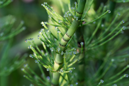 Equisetum fluviatile, water horsetail spring stem closeup selective focus