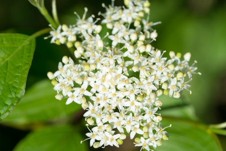 White dogwoow, Cornus alba spring flowers closeup selective focusの写真素材