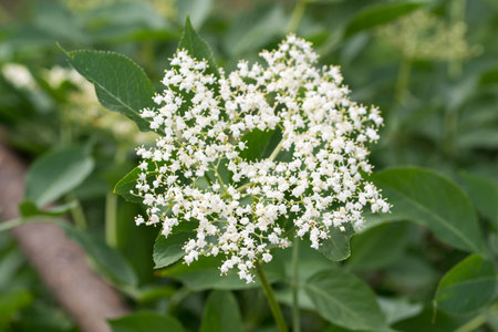Sambucus nigra, black elder summer flower closeup selective focusの写真素材