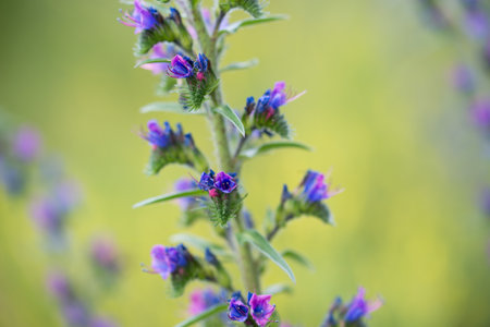 viper's bugloss, blueweed, echium vulgare summer flowers closeup selective focusの写真素材