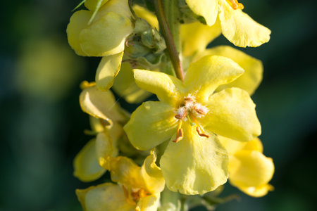 Verbascum, mullein yellow summer flowers closeup selective focusの写真素材