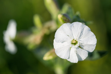 White campion, Silene latifolia summer flower closeup selective focusの写真素材