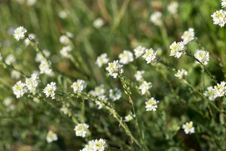 hoary alyssum, Berteroa incana white summer flowers closeup selective focusの写真素材