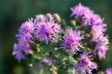 brown knapweed, Centaurea jacea summer flowers closeup selective focus