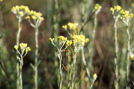 Dwarf everlast, Helichrysum arenarium summer yellow flowers closeup selective focusの写真素材