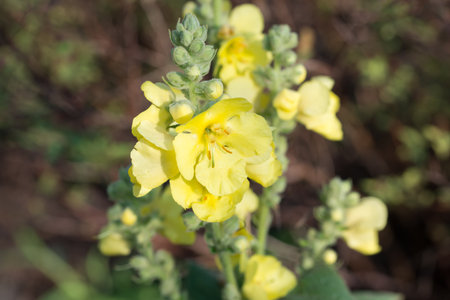Verbascum, mullein yellow summer flowers closeup selective focus