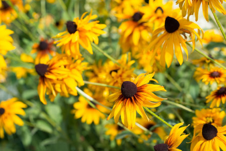Rudbeckia, black-eyed-susan orange summer flowers closeup selective focusの写真素材