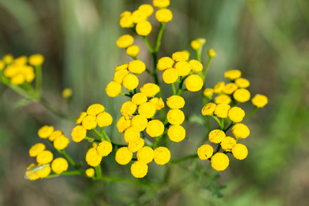 Common tansy, Tanacetum vulgare yellow flowers closeup selective focusの写真素材