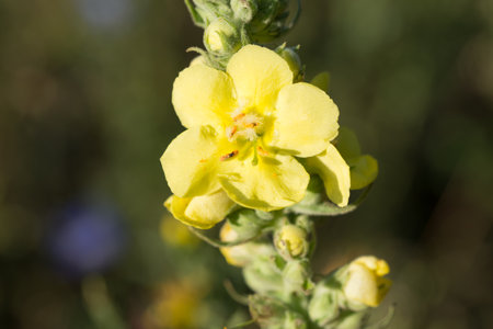 yellow mullein flower closeup selective focusの写真素材