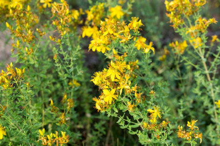 Hypericum perforatum, St John's wort meadow yellow flowers closeup selective focusの写真素材