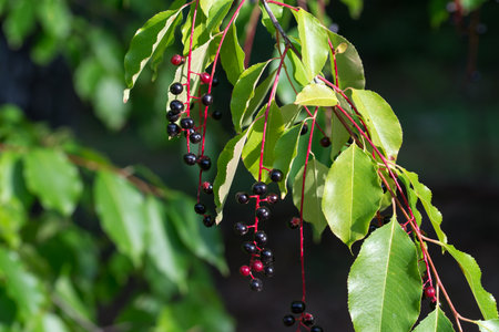 Prunus serotina, wild black cherry edible berries closeup selective focusの写真素材