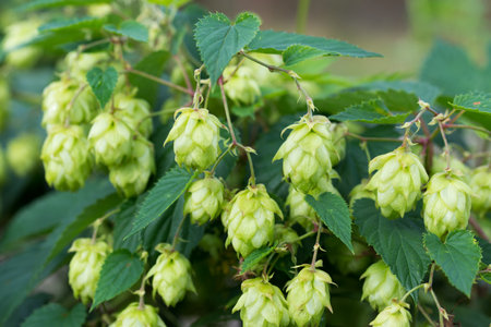 common hop, Humulus lupulus green female flowers closeup selective focus