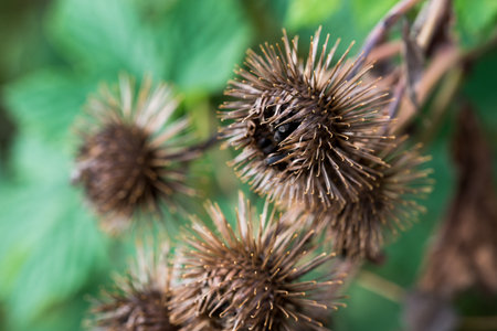 Greater burdock, Arctium lappa dried thorny flowers closeup selective focusの写真素材