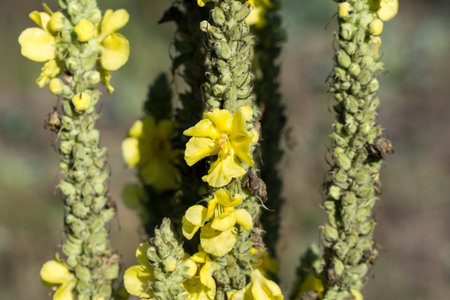 Yellow mullein summer flowers closeup selective focusの写真素材