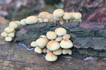 inedible beige mushrooms colony closeup selective focus