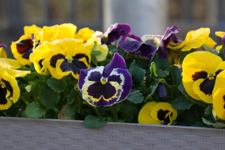 Garden pansy, Viola wittrockiana spring flowers closeup selective focusの写真素材