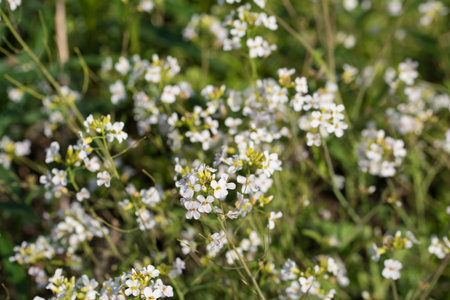 Thale cress, Arabidopsis thaliana white meadow flowers closeup selective focusの写真素材