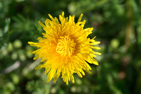 Spring yellow dandelion flower closeup selective focusの写真素材