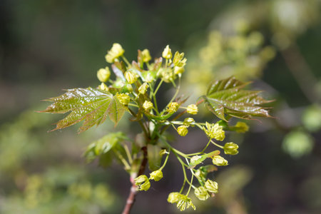 Maple, Acer platanoides flowers and leaves closeup selective focusの写真素材