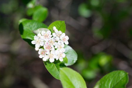 Aronia melanocarpa, black chokeberry spring flowers closeup selective focusの写真素材