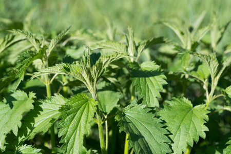 Urtica dioica, Stinging nettle spring green leaves closeup selective focusの写真素材