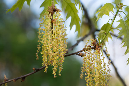 Red Oak, Quercus rubra, spring flowers closeup selective focusの写真素材