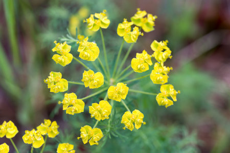 cypress spurge, Euphorbia cyparissias spring yellow flowers closeup selective focusの写真素材