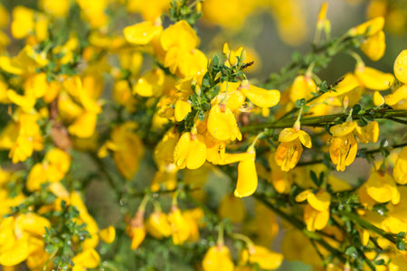 common broom, Cytisus scoparius spring yellow flowers closeup selective focusの写真素材