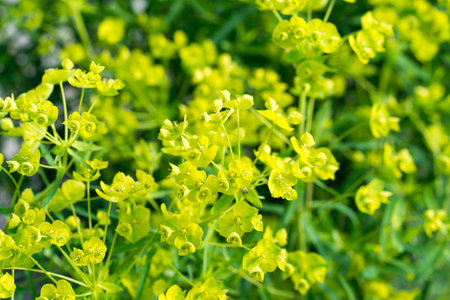 green cypres spurge flowers closeup selective focusの写真素材
