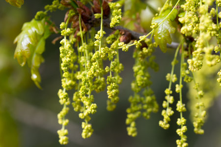 Oak green flowers closeup selective focusの写真素材