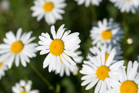 oxeye daisy, Leucanthemum vulgare white flowers closeup selective focusの写真素材