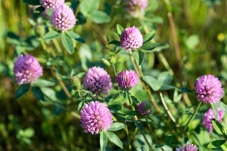 red clover, Trifolium pratense meadow flowers closeup selective focusの写真素材