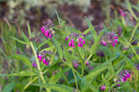 Common comfrey, Symphytum officinale medow purple flowers closeup selective focusの写真素材