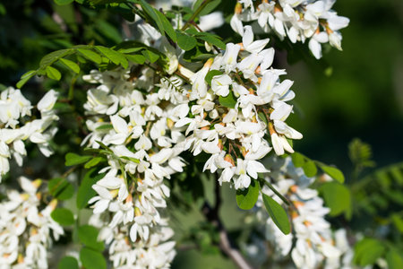 black locust, false acacia, Robinia pseudoacacia white flowers closeup selective focusの写真素材