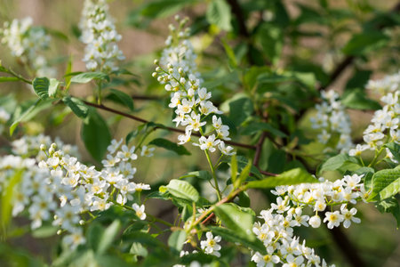 Bird cherry, Prunus padus white spring flowers closeup selective focusの写真素材