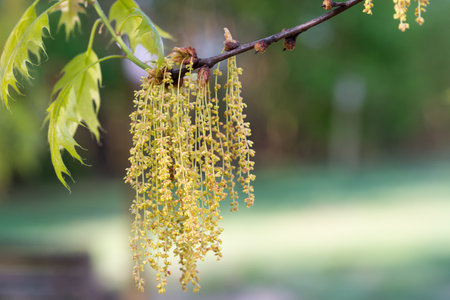 Red Oak, Quercus rubra, spring flowers closeup selective focusの写真素材