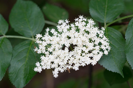 Black elderberry, Sambucus nigra white flowers closeup selective focusの写真素材